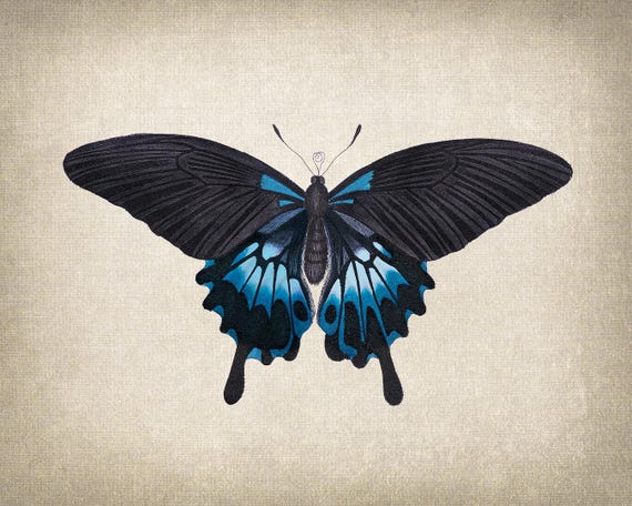 青と黒のアゲハチョウの印刷可能なアート、ヴィンテージ昆虫イラスト
