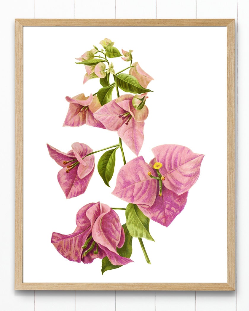 ピンクのブーゲンビリアのプリント、ヴィンテージフラワー