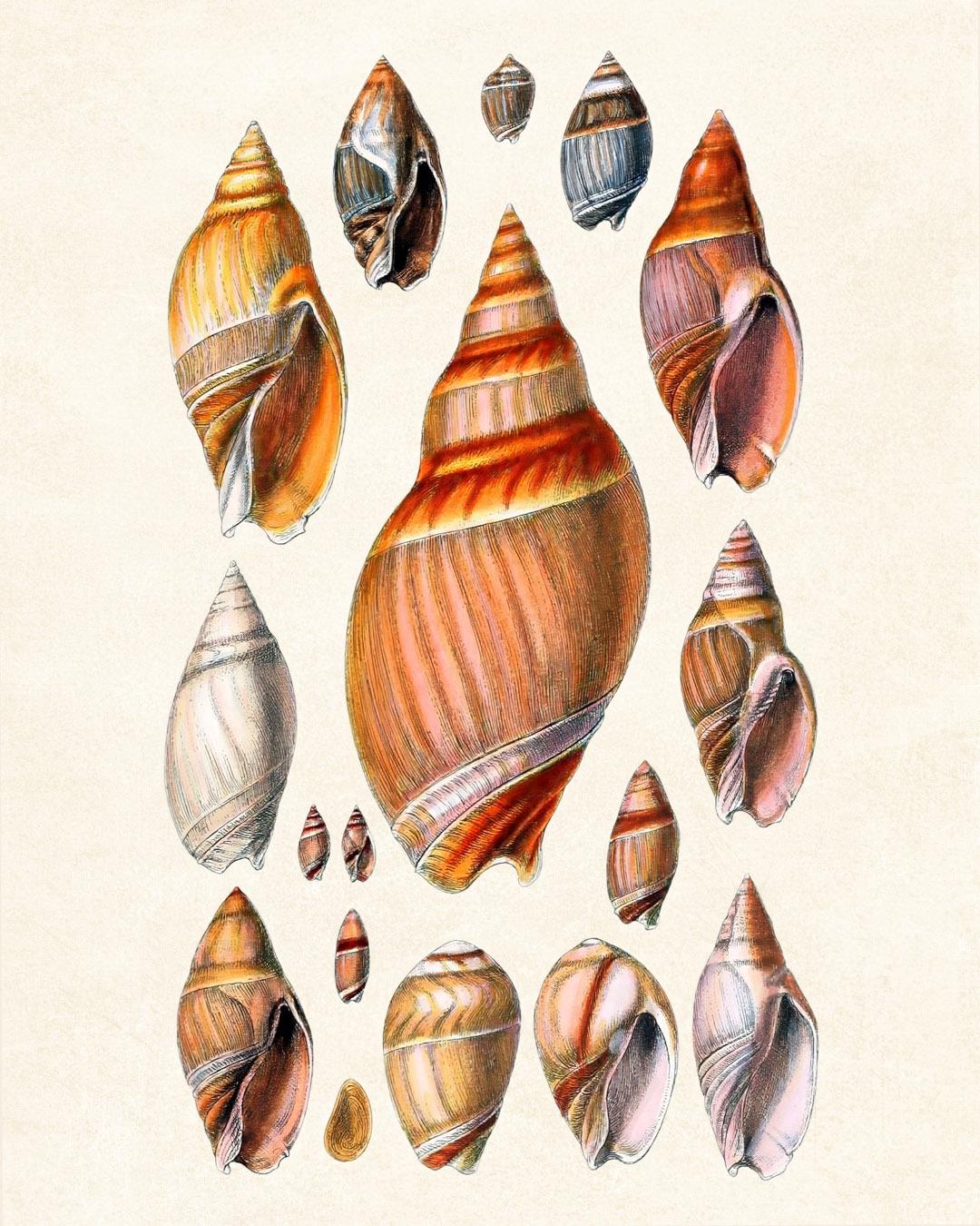 Set of 12 Shells, 8x10 Digital Prints, Vintage Seashell Illustrations ...