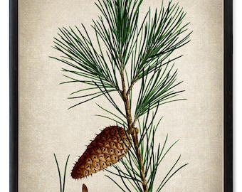 Digital Botanical Print, Jersey Pine Vintage Illustration, Evergreen Plant Wall Art, Printable Instant Download