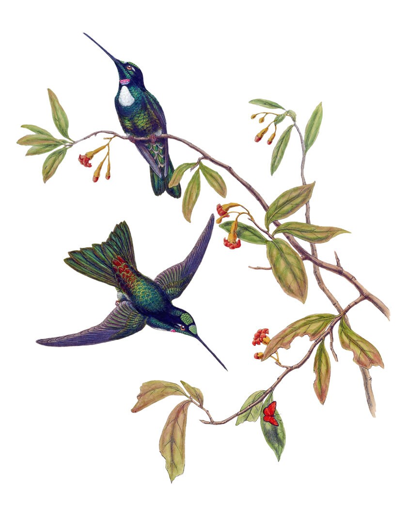 Afdrukbare kunst kolibrie, vintage illustratie 'Travie's Inca', vogels en  botanische muurkunst INSTANT DOWNLOAD - Etsy België, image size:840x1050