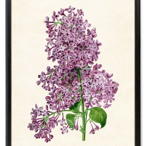 Print Up To 24x30 Inches Lilacs Digital Download, Vintage Flower Illustration, Wall Art Botanical Printable INSTANT PRINT