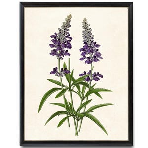 Purple Sage Art Print, Digital Download, Botanical Flower Illustration, Purple Flowers Printable Wall Art