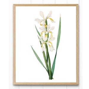 White and Yellow Iris Printable, Vintage Flower Illustration, Minimal Decor Botanical Wall Art INSTANT DOWNLOAD