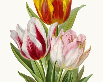 Tulips Vintage Flower Graphic, Tulip Clipart Botanical Illustration, Commercial Use, Transparent Background PNG File Digital Download