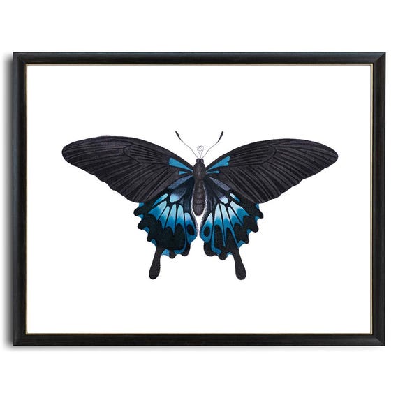 版画 SWALLOWTAIL BUTTERFLY 版画 SWALLOWTAIL BUTTERFLY Giant Swallowtail Butterfly