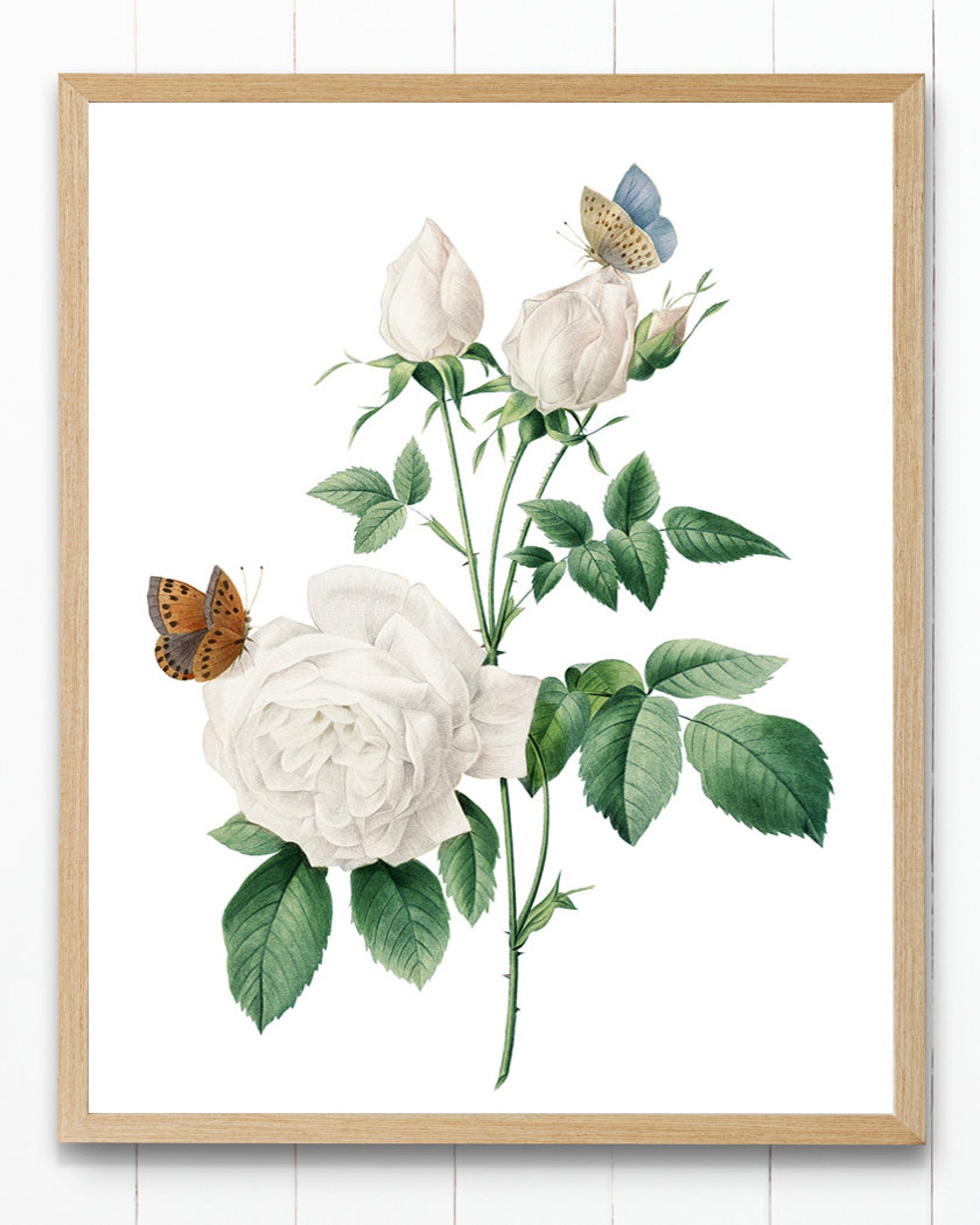 White Roses Printable, P.J. Redoute Antique Illustration, Rose and ...