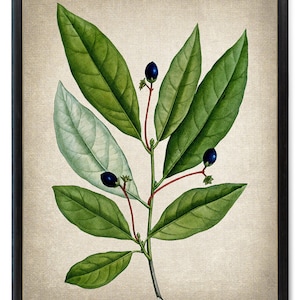 Print Up To 24x30 Inches Botanical Art Digital Print, &#39;Red Bay&#39; Vintage Illustration, Tree Branch Leaves Nature LG Wall Art INSTANT DOWNLOAD