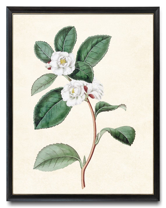 Print up to 24x30 Inches White Camellias Printable, Camellia