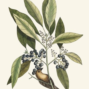 May include: A vintage illustration of a small brown bird perched on a branch with dark blue berries and green leaves.