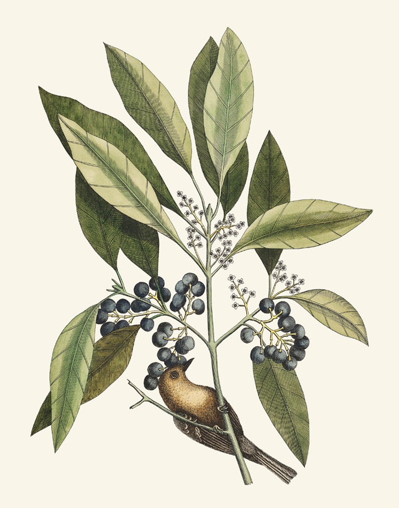 May include: A vintage illustration of a small brown bird perched on a branch with dark blue berries and green leaves.