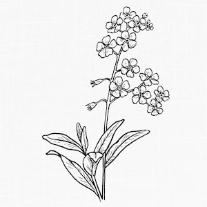 Forget Me Not fleurs Clipart, Illustration d'art imprimable au trait botanique vintage, téléchargement numérique, fichier PNG fond Transparent