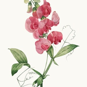 Roze zoete erwt bloem clipart afdrukbaar, P.J. Redoute vintage illustratie, commercieel gebruik, transparante achtergrond PNG-bestand INSTANT DOWNLOAD
