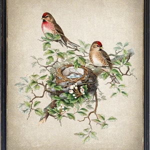 Bird and Botanical Vintage Art, Redpoll Birds Illustration, Bird Nest and Eggs Natural History, Instant Wall Art Download Digital Print