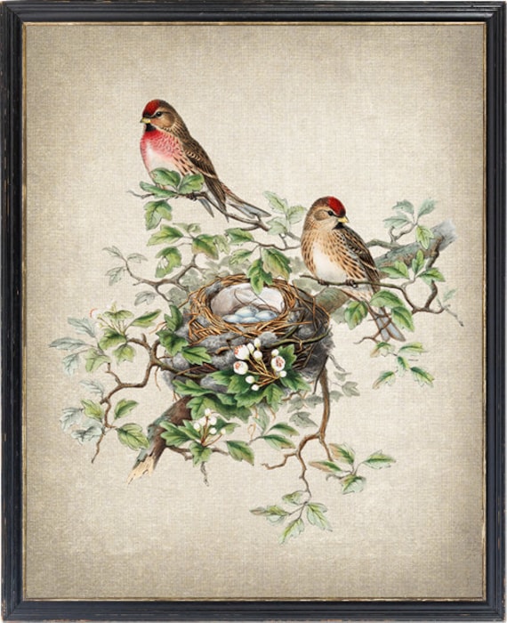 Bird and Botanical Vintage Art, Redpoll Birds Illustration, Bird Nest and Eggs Natural History, Instant Wall Art Download Digital Print