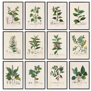 Botanical Studies 5x7 Set of 12 Printables, Antique French Plant Illustrations, Botany Botanical Plant Study Prints INSTANT DOWNLOAD