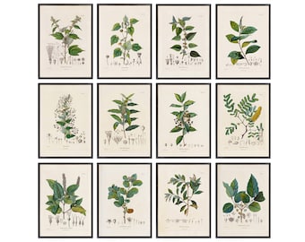 Botanical Studies 5x7 Set of 12 Printables, Antique French Plant Illustrations, Botany Botanical Plant Study Prints INSTANT DOWNLOAD