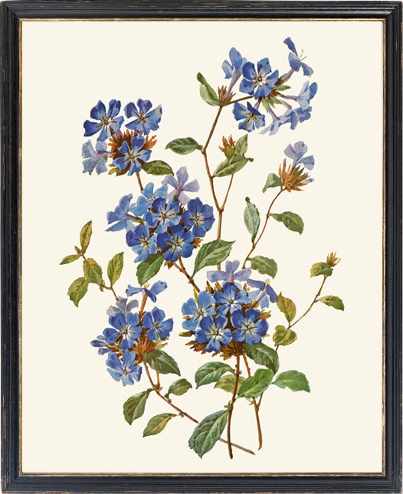 Blue Flowers Printable Vintage Watercolor Illustration
