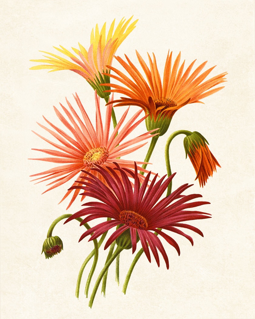 ビュフェ アート作品「Orange Daisys」Hibell Art 証明付き ビュフェ アート作品「Orange Daisys」Hibell Art 証明付き