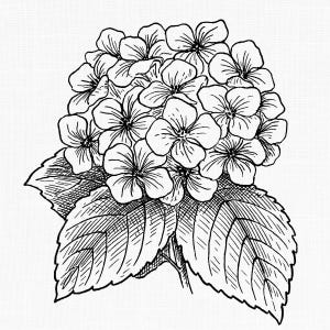 Hortensia fleur Clipart, Illustration d'art imprimable au trait botanique vintage, téléchargement numérique, Clip Art, fichier PNG fond Transparent
