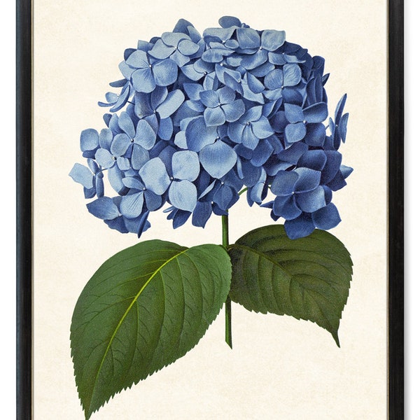 Blue Hydrangea Printable, Vintage Illustration, Flower Wall Art Print INSTANT DOWNLOAD