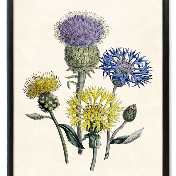 Meadow Centaurea Flowers Digital Print, Vintage Plant Illustration, Cornflower Botanical, Printable Wall Art INSTANT DOWNLOAD