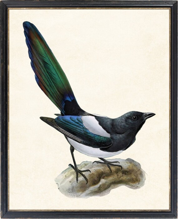 Common Magpie Digital Print, Vintage Illustration, Natural History