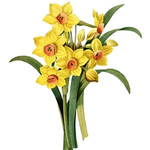 Yellow Flowers Printable Set of 4 Vintage Flower - Etsy
