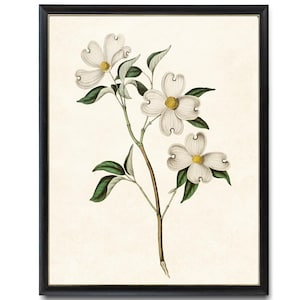White Dogwood Printable, Vintage Illustration, &#39;Cornus Florida&#39; Botanical Wall Art Print INSTANT DOWNLOAD