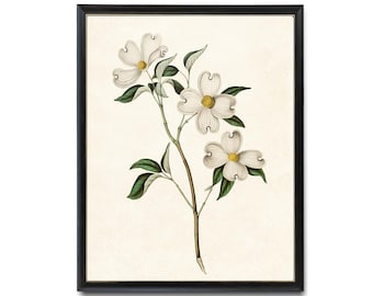 White Dogwood Printable, Vintage Illustration, &#39;Cornus Florida&#39; Botanical Wall Art Print INSTANT DOWNLOAD