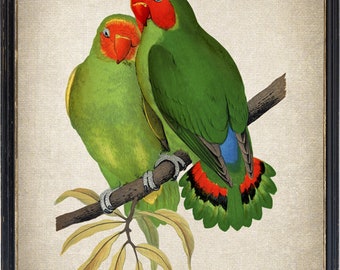 West African Lovebirds Printable Bird Art, Vintage Parrot Illustration, Tropical Decor Wall Art Print, Instant Digital Download