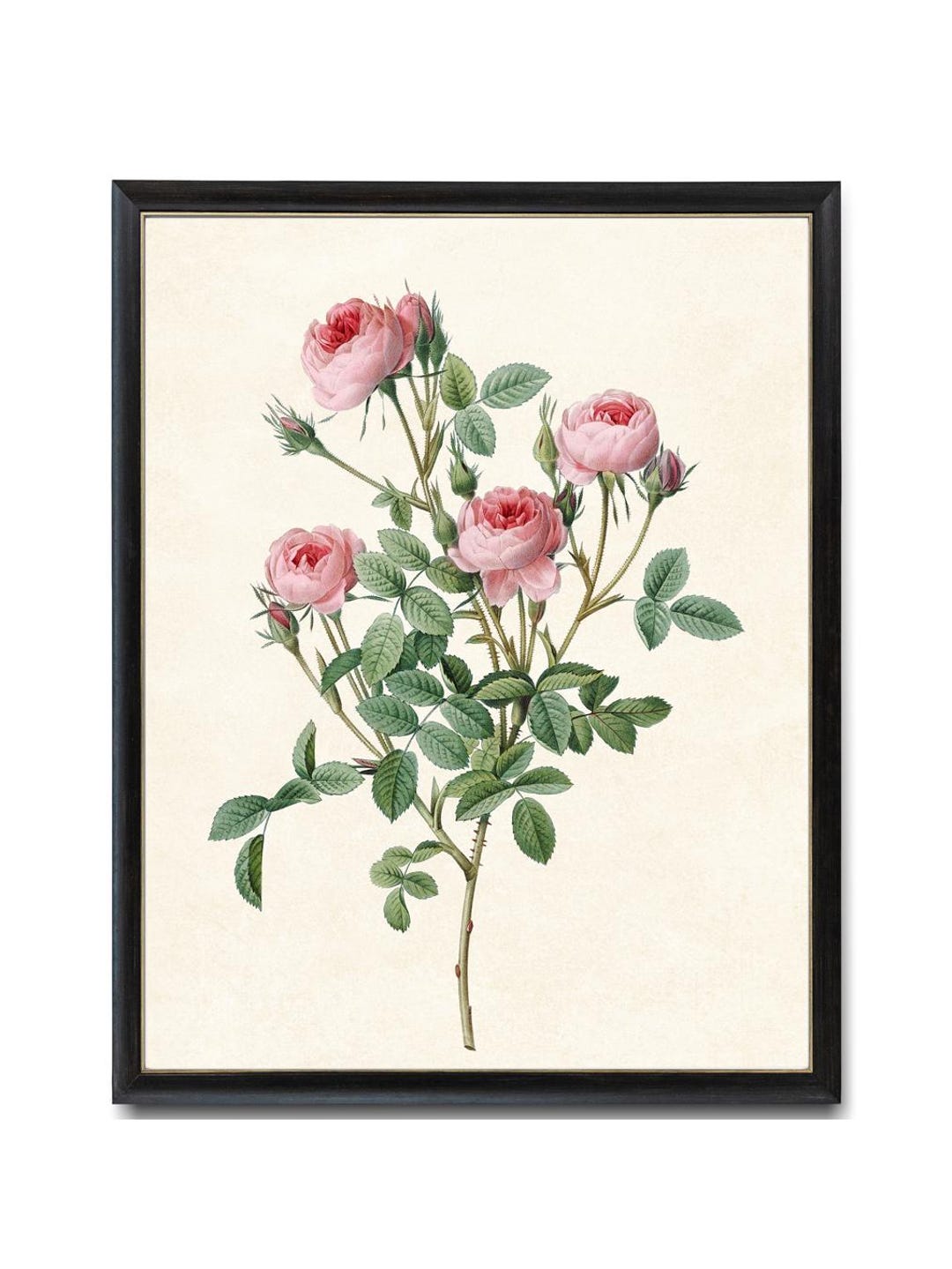 P.J. Redouté ピンクのバラ 絵画 ピンクのバラのアート デジタルダウンロード、P.J. Redoute
