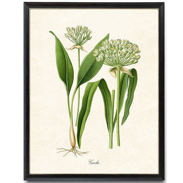 Garlic Flowering Herb / Digital Download 8x10 Art Print / Vintage Herbal Botanical Illustration Printable Kitchen Wall Art