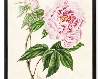 Pink Peony Digital Download, Chinese Tree Peony Vintage Flower Illustration, Botanical Printable Wall Art