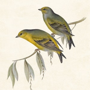 May include: Two yellow and green birds perched on a branch with green leaves. The birds have black eyes and beaks.