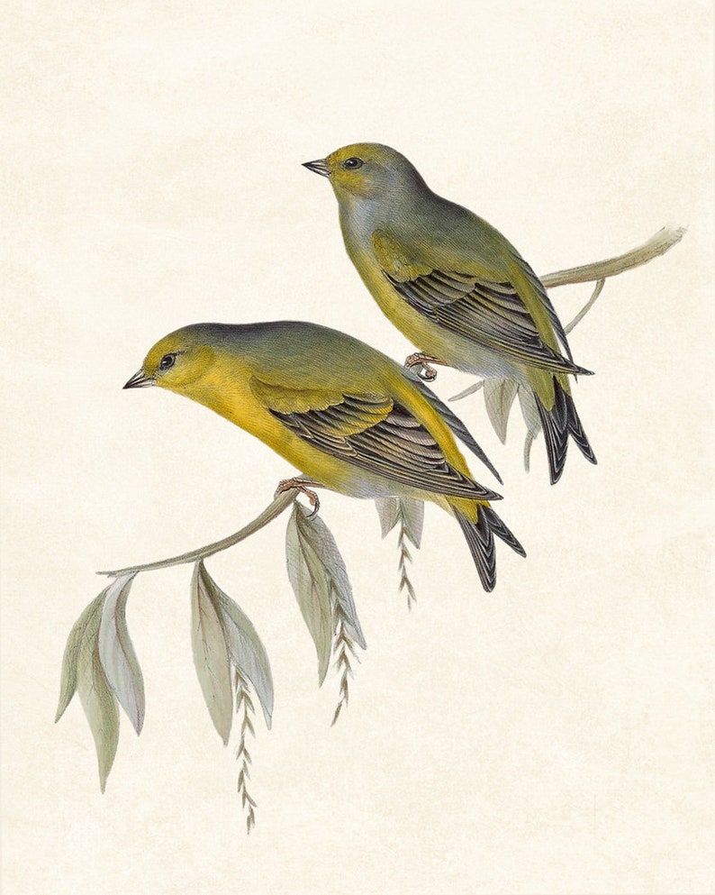 May include: Two yellow and green birds perched on a branch with green leaves. The birds have black eyes and beaks.