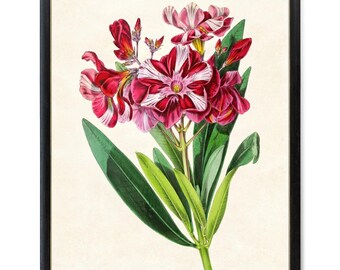 Randig oleander blomkonsttryck, vintage botanisk illustration, utskrivbar väggkonst med blommor, omedelbar digital nedladdning