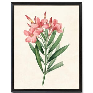 Flores de adelfa rosa imprimibles, ilustración floral vintage, impresión botánica para pared, descarga instantánea