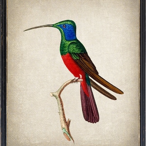 Impresión digital de colibrí arlequín, ilustración vintage de pájaro, arte mural imprimible de colibrí, descarga instantánea