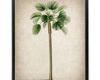 Fan Palm Printable, Palm Tree Vintage Illustration, Botanical Wall Art Print INSTANT DOWNLOAD