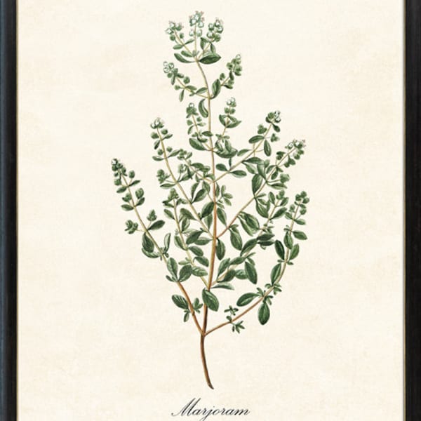 Marjoram Herb Printable, Culinary Herbal Plant Antique Illustration, Kitchen Botanical Art Print, Instant Digital Download