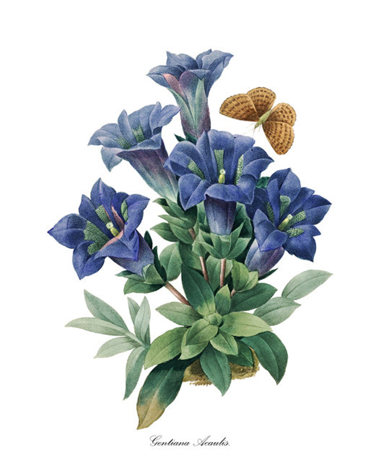 P.J. Redoute Flowers Set of 12 8x10 Printables Antique Etsy