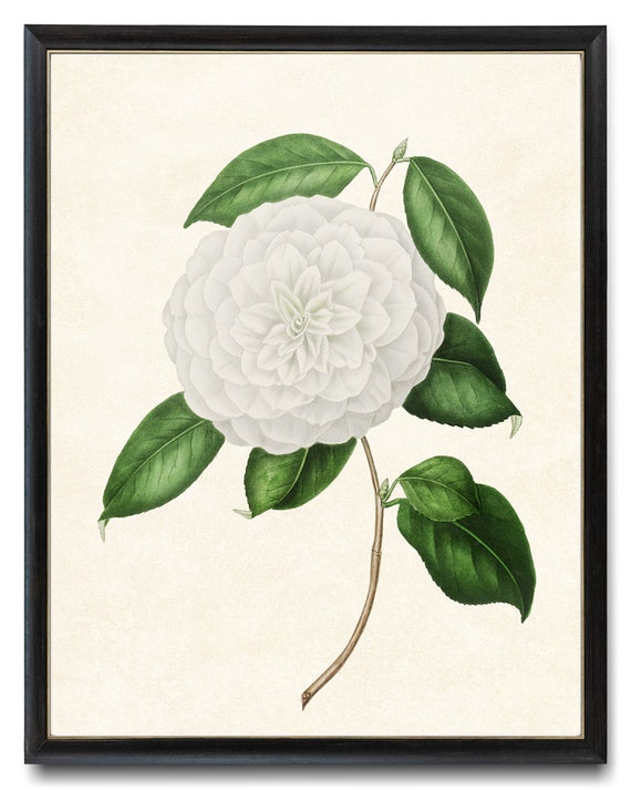 White Camellia Printable Vintage Illustration White Flower - Etsy