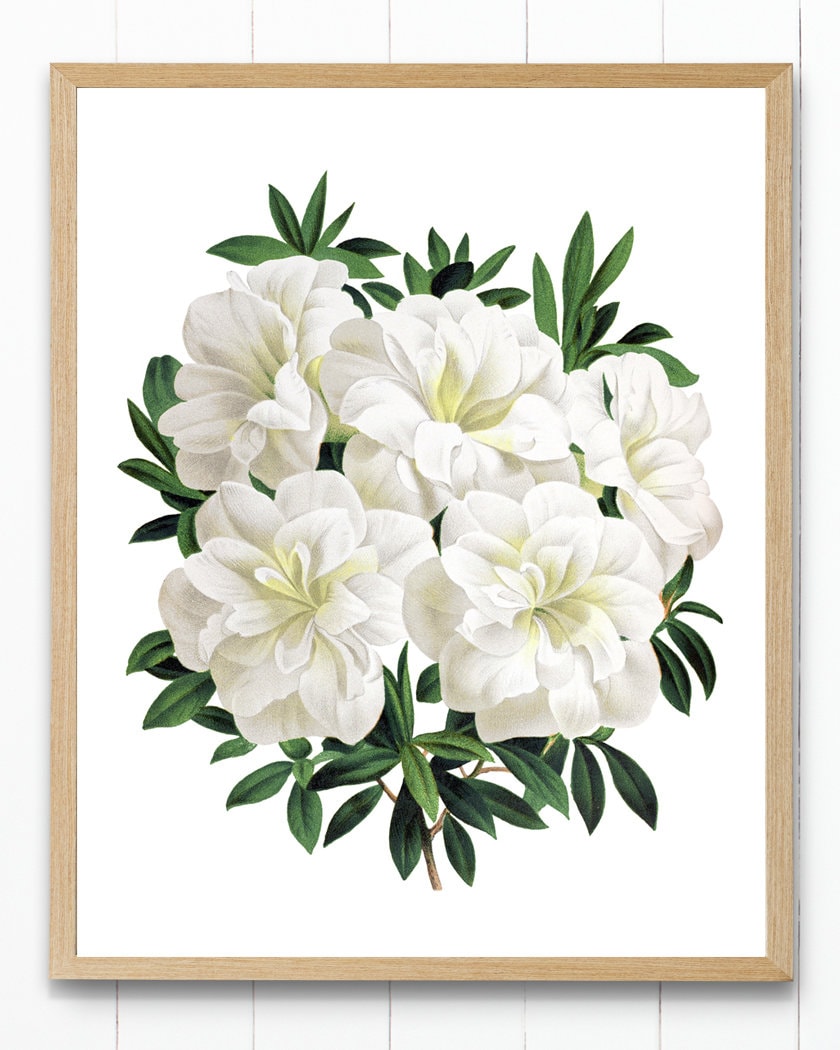 Vintage Download Flowers, Azalea Print Printable Azaleas Art White - Wall Illustration, Digital Etsy White Flower Gardenia Botanical