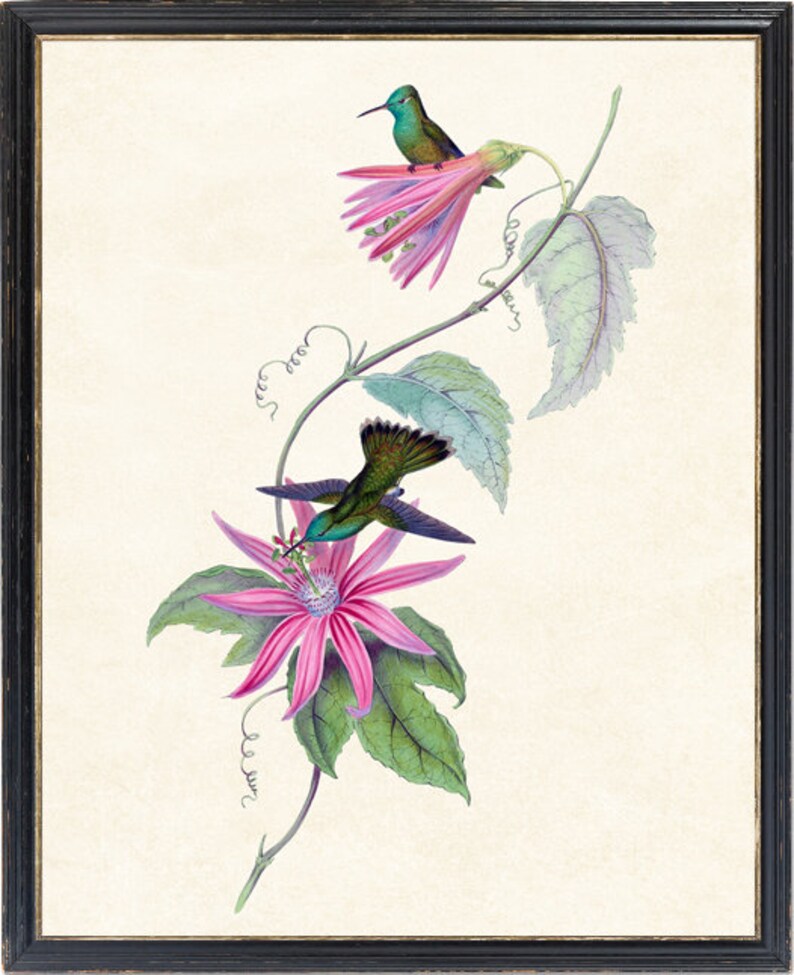 Print up to 24x30 Inches, Hummingbird Digital Print, 'brilliantfronted