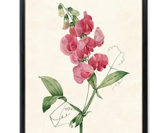 Pink Sweet Pea Botanical Digital Download, Vintage Flower Illustration, Pink Flowers Wall Art Printable