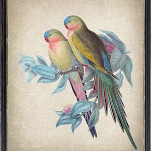 Princess Parrots Printable, Vintage Parrot Illustration, Pastel Tropical Bird Decor, Wall Art Print INSTANT DOWNLOAD
