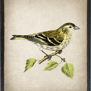 Eurasian Siskin Bird Printable, Vintage Illustration, Ornithology Natural History, Wall Art Print INSTANT DOWNLOAD