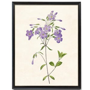 Lavender Purple Phlox Flower Printable, Vintage Illustration, Botanical Wall Art Print INSTANT DOWNLOAD