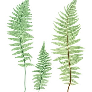 Fern Printable Set of 10, Vintage Illustrations, 5x7 Print Set Ferns ...